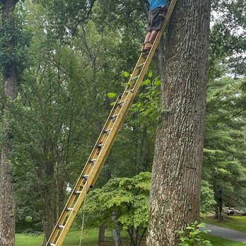 AA Irrigations MD - Low Voltage Lighting Tree Installation. - Irrigation Near Me AA Irrigations MD - Low Voltage Lighting Tree Installation. - Irrigation Near Me
