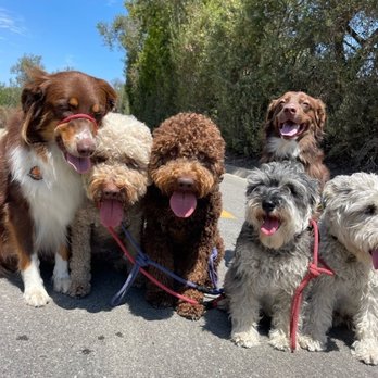 OC Pup Scouts - Dog Walkers Near Me - Dana Point, California OC Pup Scouts - Dog Walkers Near Me - Dana Point, California