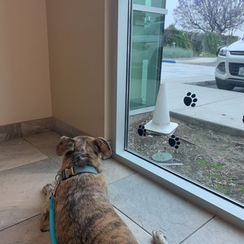 dog and cat hospital whittier blvd