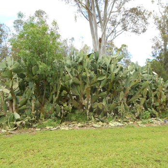 Midway Rv Park - Cactus - RV Parks Near Me - Vacaville, California Midway Rv Park - Cactus - RV Parks Near Me - Vacaville, California
