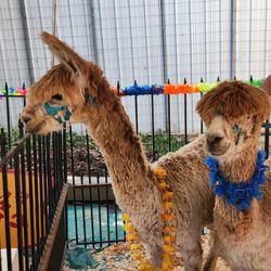 The Wharf - Pet Fair Today until 3 PM