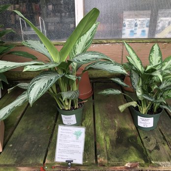 Encinal Nursery - ALGAONEMA - CHINESE EVERGREEN - Nurseries & Gardening Near Me - Alameda, California