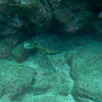Seasport Divers - Scuba Diving Near Me - Koloa, Hawaii