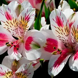 Wessel's Florist