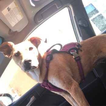 The Human Bean - With the pup today. - Coffee & Tea Near Me - Reno, Nevada The Human Bean - With the pup today. - Coffee & Tea Near Me - Reno, Nevada