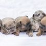 Photo of Patience's Puppies