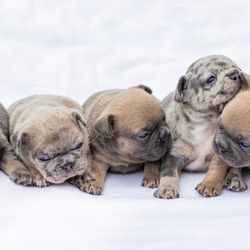 Patience's Puppies