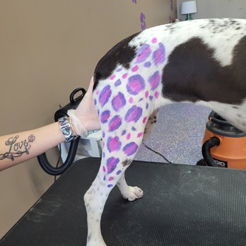 I Shih-Tzu Knot - Pet Groomers Near Me