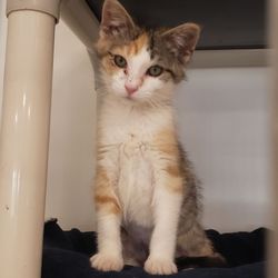 Madacc - Lucy has a forever home now