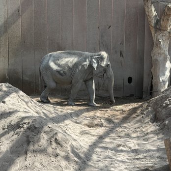 Zoologisk Have - Elephants - mothers and babies outside - Zoos Near Me - Frederiksberg, 84 Zoologisk Have - Elephants - mothers and babies outside - Zoos Near Me - Frederiksberg, 84