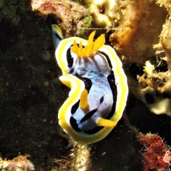 Go Deep Scuba - Nudibranch Philippines 2018