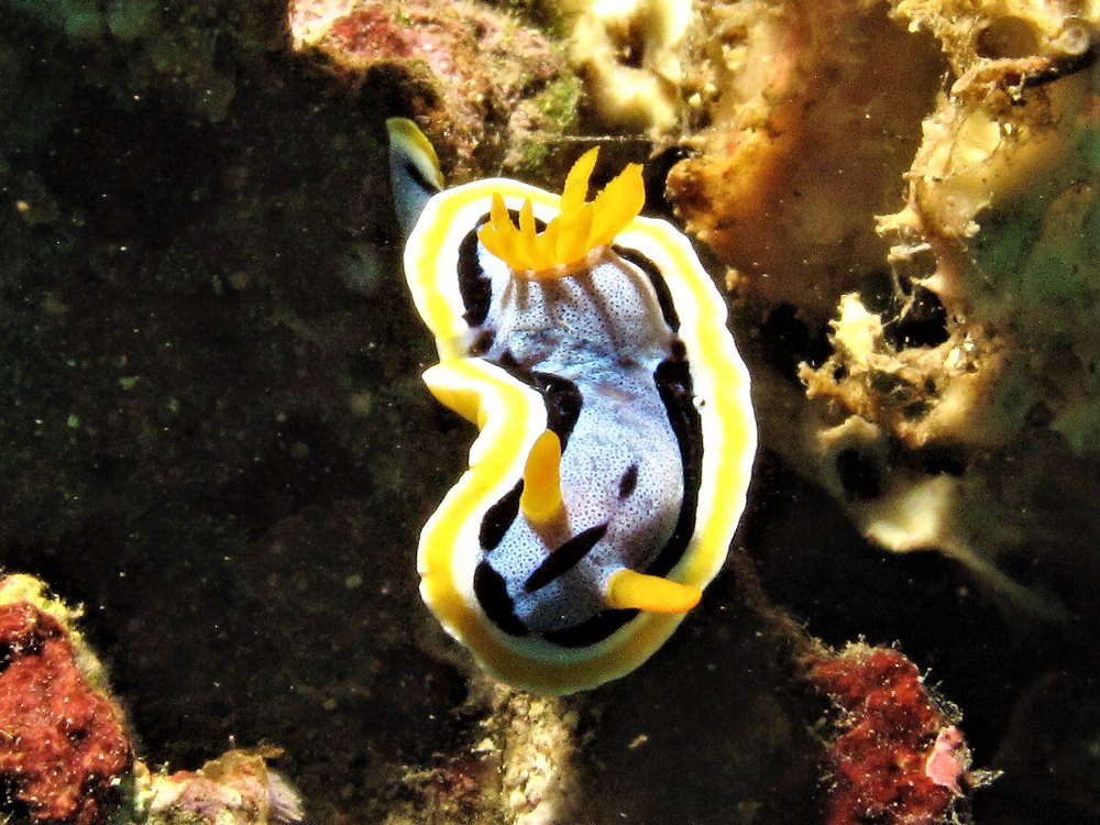 Go Deep Scuba Logo