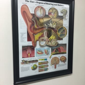 Mid Island Audiology - The Ear - Organs of Hearing and Balance - Hearing Aid Providers Near Me - Wantagh, New York Mid Island Audiology - The Ear - Organs of Hearing and Balance - Hearing Aid Providers Near Me - Wantagh, New York