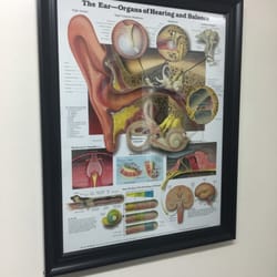 Mid Island Audiology - The Ear - Organs of Hearing and Balance