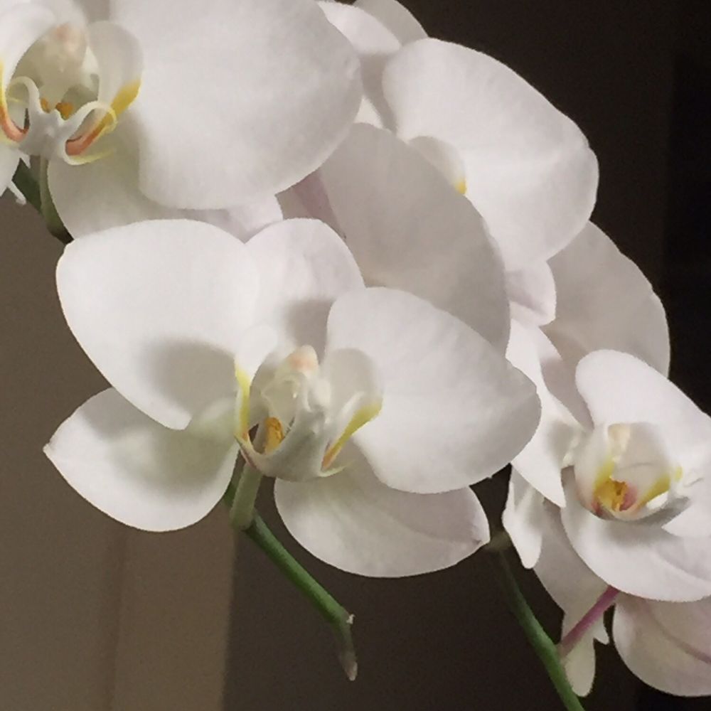 Casey's Flower Studio - Florists Near Me - New York, New York Casey's Flower Studio - Florists Near Me - New York, New York