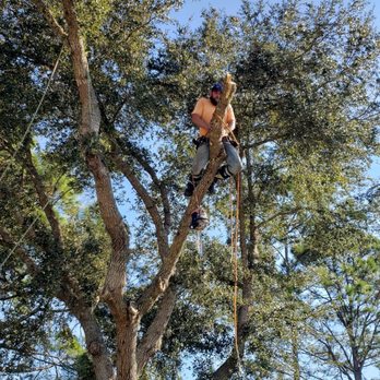CN Tree Service - Cody (Arborist) Co-owner - Tree Services Near Me - Daytona Beach, Florida CN Tree Service - Cody (Arborist) Co-owner - Tree Services Near Me - Daytona Beach, Florida