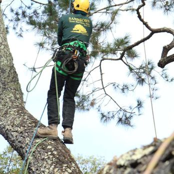 Sandborn Tree Service - Tree Services Near Me - Sebastopol, California Sandborn Tree Service - Tree Services Near Me - Sebastopol, California