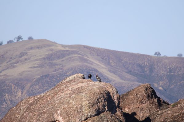 Pinnacles National Park by null