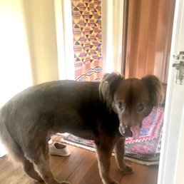 First summer cut for my old guy. First summer cut for my old guy.
