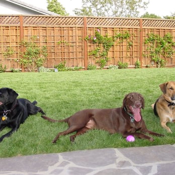 Blu Dog Construction - The best crew ever! - General Contractors Near Me - Dublin, California Blu Dog Construction - The best crew ever! - General Contractors Near Me - Dublin, California