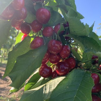 Chavez U-Pick Cherries - More cherries - Pick Your Own Farms Near Me - Brentwood, California Chavez U-Pick Cherries - More cherries - Pick Your Own Farms Near Me - Brentwood, California