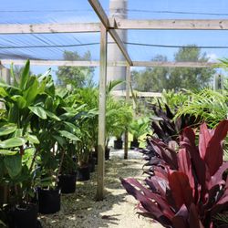 Plants for Sale in Punta Gorda