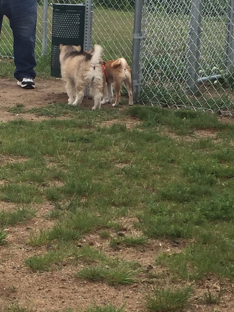 Social spots from Nymore Dog Park