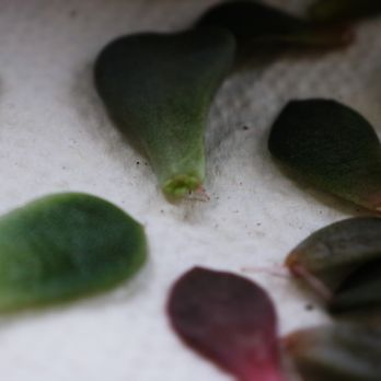 Grow Something - Some little leaflets growing new baby succulents from planting the clippings! - Nurseries & Gardening Near Me - St. Thomas, Ontario Grow Something - Some little leaflets growing new baby succulents from planting the clippings! - Nurseries & Gardening Near Me - St. Thomas, Ontario