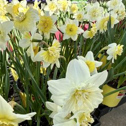 Walmart Supercenter - Garden Center