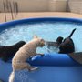 The House of Mutts
