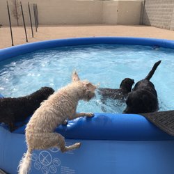 The House of Mutts - Pool Party!