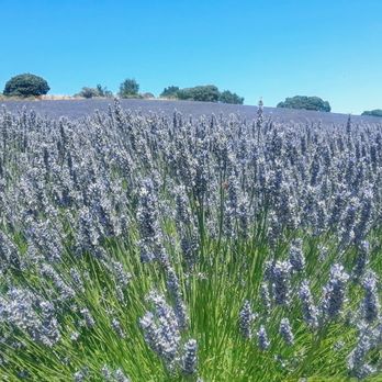 Monte-Bellaria Di California - This is heaven and yes, heaven smells like lavender :) - Farms Near Me - Sebastopol, California Monte-Bellaria Di California - This is heaven and yes, heaven smells like lavender :) - Farms Near Me - Sebastopol, California