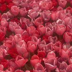 Betty's Azalea Ranch - Don't tiptoe through these Tulips!!