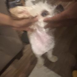 Woof Gang Bakery & Grooming - Neck and chest
