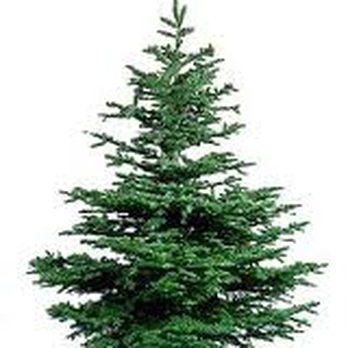 Dublin Christmas Tree Depot - Noble Fir Christmas Trees - Christmas Trees Near Me - Dublin, D Dublin Christmas Tree Depot - Noble Fir Christmas Trees - Christmas Trees Near Me - Dublin, D