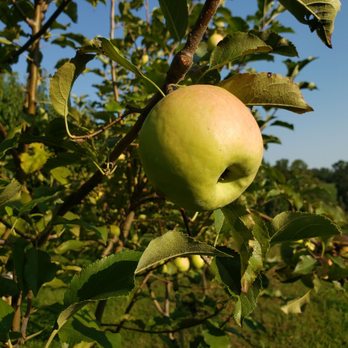 Miss Angel's Farm - Apple Trees. - Fruits & Veggies Near Me - Mount Airy, North Carolina Miss Angel's Farm - Apple Trees. - Fruits & Veggies Near Me - Mount Airy, North Carolina