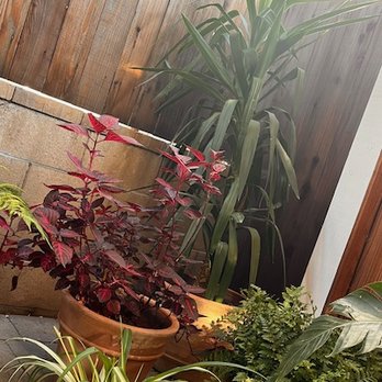 S Y Kitchen - Outdoor patio view. - Italian Near Me - Santa Ynez, California