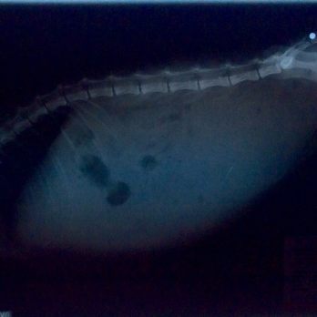 Zambrano Consulting Mobile Services - Someone shot my cat! (Before we adopted her.) Dr. Z pointed out the bb's in the X-ray. - Veterinarians Near Me - Stanton, California Zambrano Consulting Mobile Services - Someone shot my cat! (Before we adopted her.) Dr. Z pointed out the bb's in the X-ray. - Veterinarians Near Me - Stanton, California