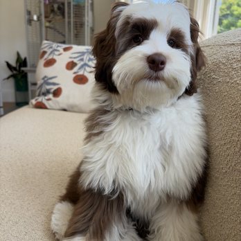 Hales Australian Labradoodles - Pet Stores Near Me - Bakersfield, California