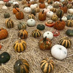 Stanly Lane Pumpkin Patch