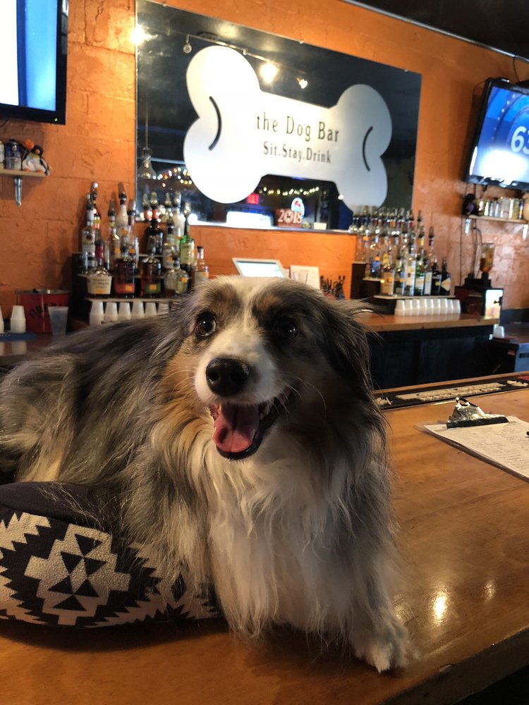 THE DOG BAR 106 Photos & 111 Reviews Bars 3307 N Davidson St