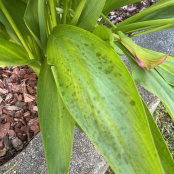 Melvin R Power Washing - Plants immediately after washing - Pressure Washers Near Me