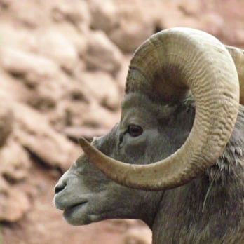 Bearizona - Zoos Near Me - Williams, Arizona