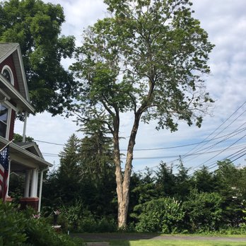 Treeman Services - Old maple tree between power lines and my neighbor. Taken down and cleaned up with care. Thank you so much. - Tree Services Near Me - Hopewell Junction, New York Treeman Services - Old maple tree between power lines and my neighbor. Taken down and cleaned up with care. Thank you so much. - Tree Services Near Me - Hopewell Junction, New York