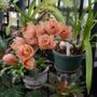 Photo of Howard Peters Rawlings Conservatory and Botanic Gardens