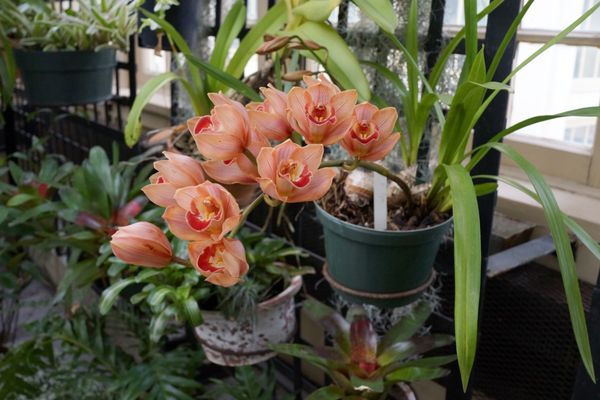 Rawlings Conservatory by null