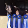 Photo of Peek Dressage