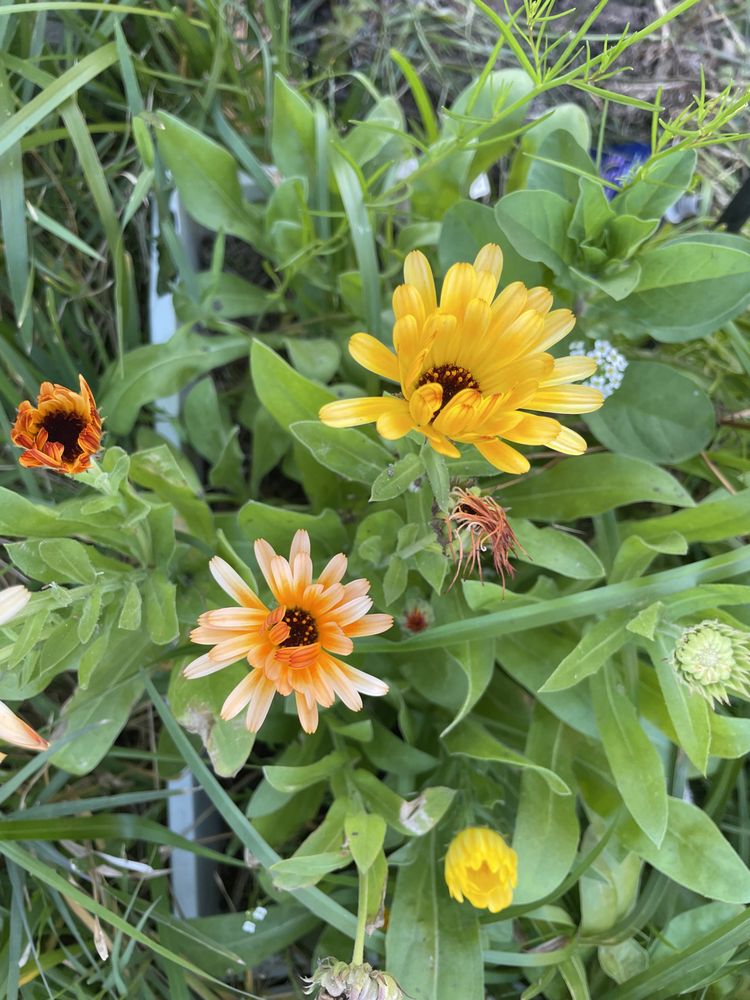 Hope through Healing - grief counselor in Jacksonville, FL