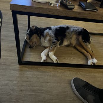 Andy's Pet Grooming - Glendale - Australian shepherd - Pet Groomers Near Me - Glendale, California Andy's Pet Grooming - Glendale - Australian shepherd - Pet Groomers Near Me - Glendale, California