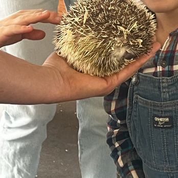 American Made Farm Sanctuary - Petting Zoos Near Me - Petaluma, California